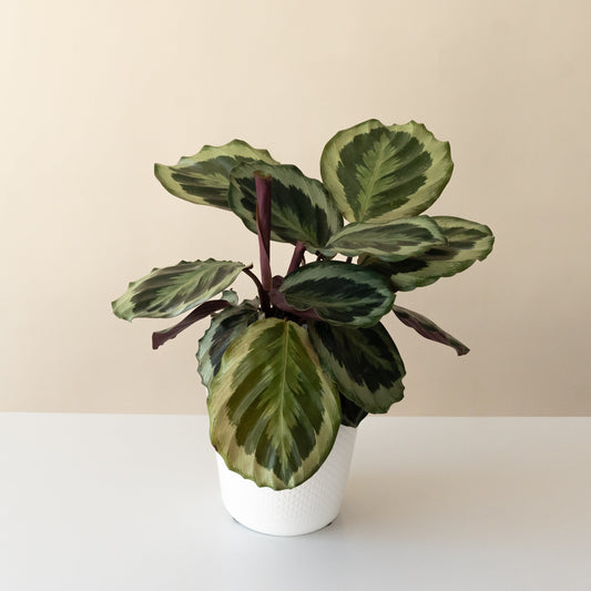 ColorFull® Like a Prayer™